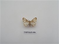 藏品(尺蛾162)的圖片